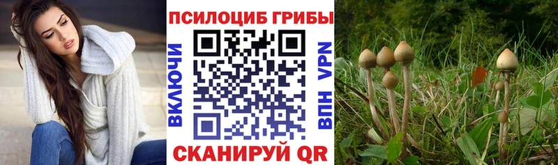 Купить где  Майский  Галлюциногенные грибы Psilocybine cubensis 